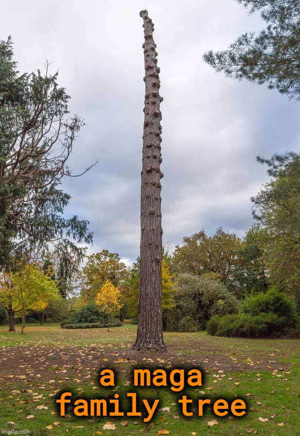 Are magats All Related? | a maga family tree | image tagged in jefthehobo,maga must go,fdjt,maga equals traitor,maga are the real rinos,maga must be destroyed | made w/ Imgflip meme maker