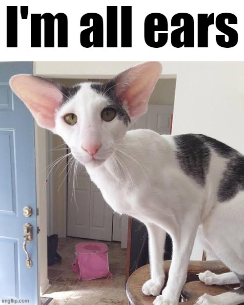 i'm all ears | image tagged in i'm all ears | made w/ Imgflip meme maker