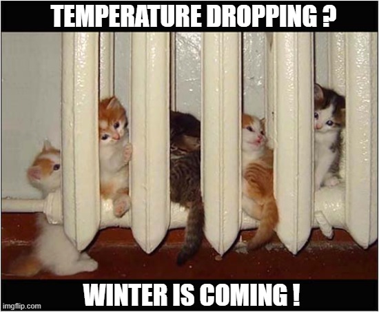 They Found The Perfect Spot ! | TEMPERATURE DROPPING ? WINTER IS COMING ! | image tagged in cats,kittens,temperature,winter is coming | made w/ Imgflip meme maker