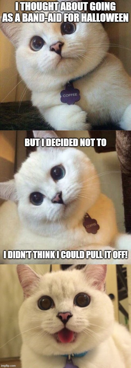 bad pun cat  | I THOUGHT ABOUT GOING AS A BAND-AID FOR HALLOWEEN; BUT I DECIDED NOT TO; I DIDN'T THINK I COULD PULL IT OFF! | image tagged in bad pun cat,cats,halloween,trick or treat | made w/ Imgflip meme maker