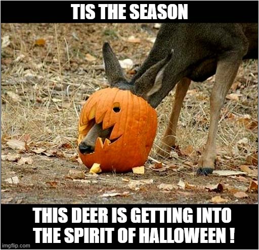 Ooh Free Pumpkin ! | TIS THE SEASON; THIS DEER IS GETTING INTO
 THE SPIRIT OF HALLOWEEN ! | image tagged in haloween,deer,pumpkin | made w/ Imgflip meme maker