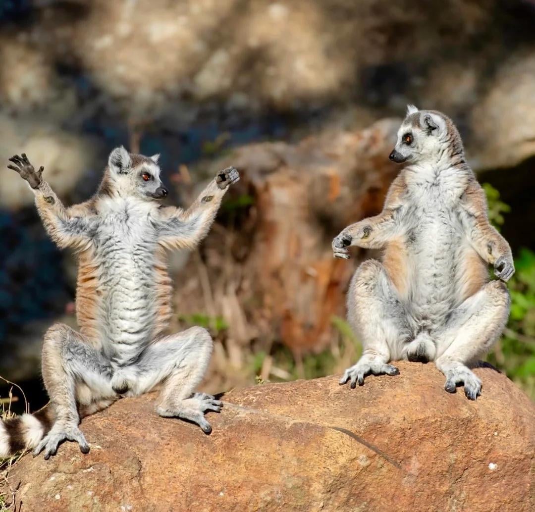 this big - no way Blank Meme Template