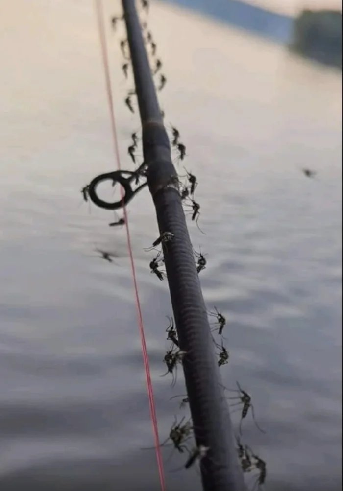 mosquitos  Blank Meme Template