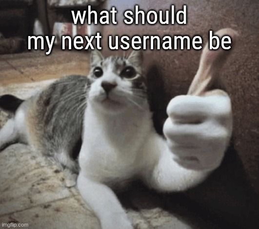 i alr have 2 ideas in mind if all suggestions suck | what should my next username be | image tagged in cat thumbs up | made w/ Imgflip meme maker