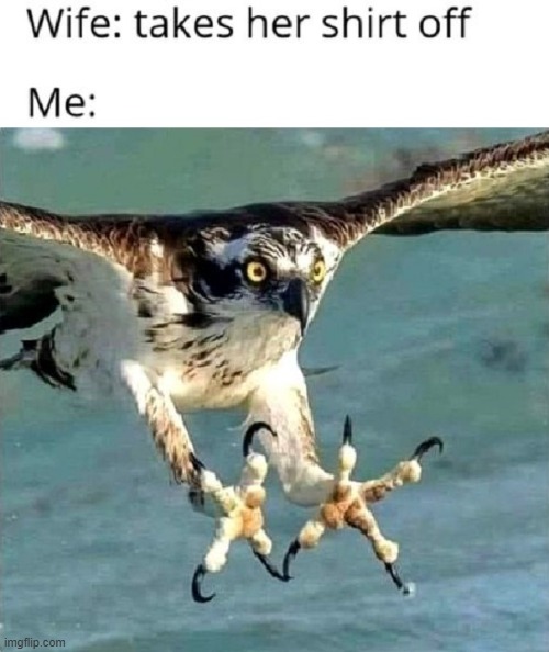 image tagged in shirt off | made w/ Imgflip meme maker