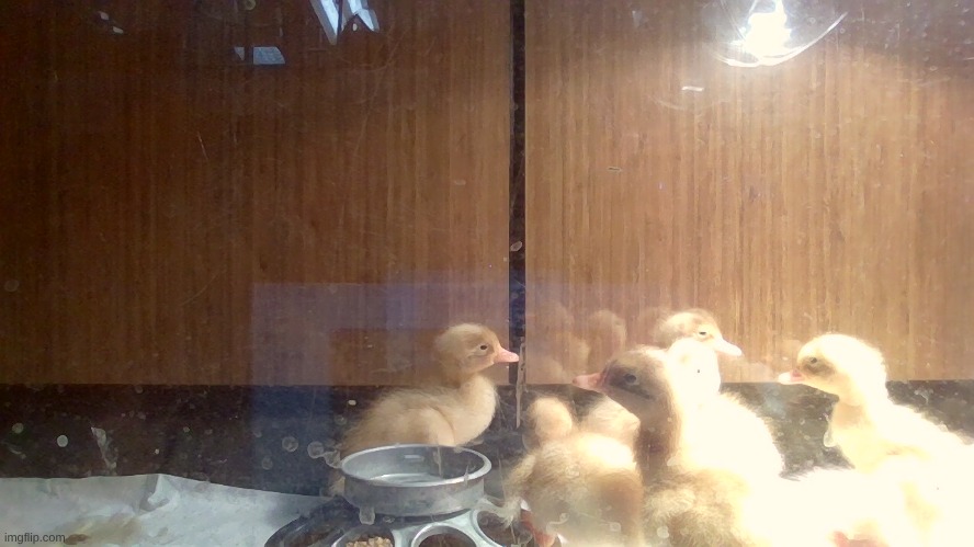 All of the ducking hatched | made w/ Imgflip meme maker