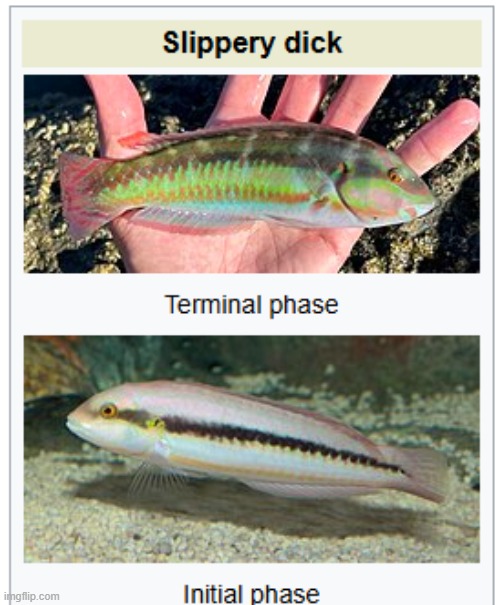 this is a real wikipedia page | image tagged in idk what to put here | made w/ Imgflip meme maker