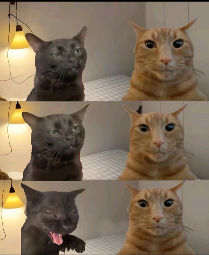 black cat Blank Meme Template