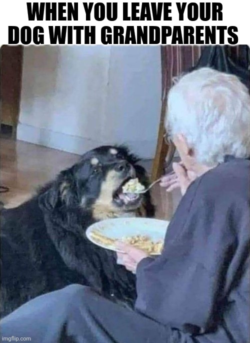 When You Leave Your Dog With Grandparents | WHEN YOU LEAVE YOUR DOG WITH GRANDPARENTS | image tagged in chrisjoines1 | made w/ Imgflip meme maker