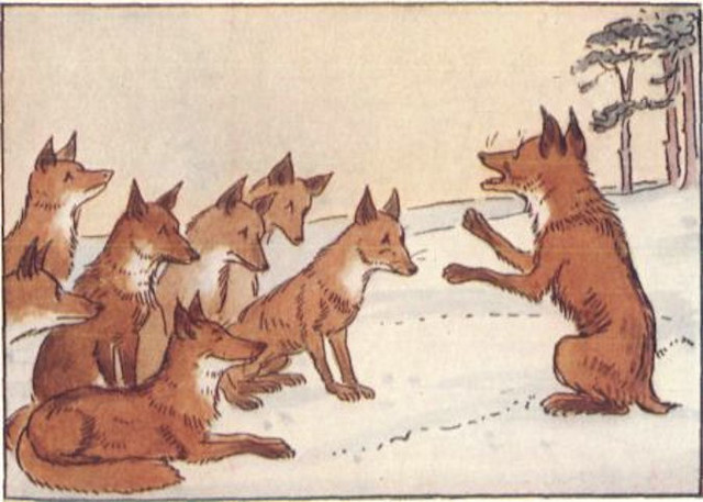 Fox without tail Convincing others to get rid of their tail Blank Meme Template