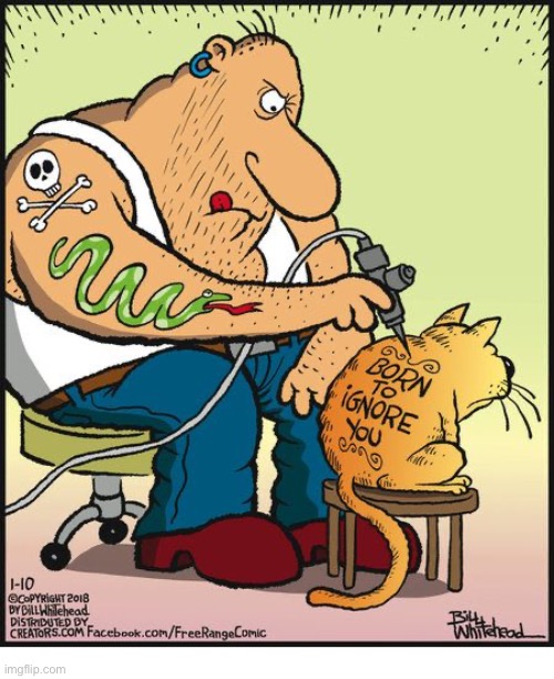 He really doesn’t need it. We already know that’s the case… | image tagged in cats,free range,comics,tattoo shop,born to ignore | made w/ Imgflip meme maker