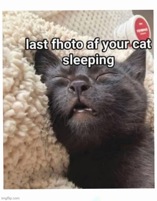 Snooze | image tagged in memes,cat | made w/ Imgflip meme maker