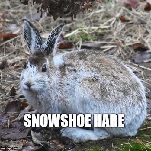 bnuuy of the day 10/30 | image tagged in bnuuy,bunny | made w/ Imgflip meme maker