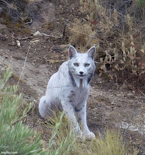 White Iberian lynx | image tagged in rmk | made w/ Imgflip meme maker