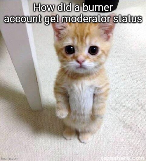 Cute Cat | How did a burner account get moderator status | image tagged in memes,cute cat | made w/ Imgflip meme maker