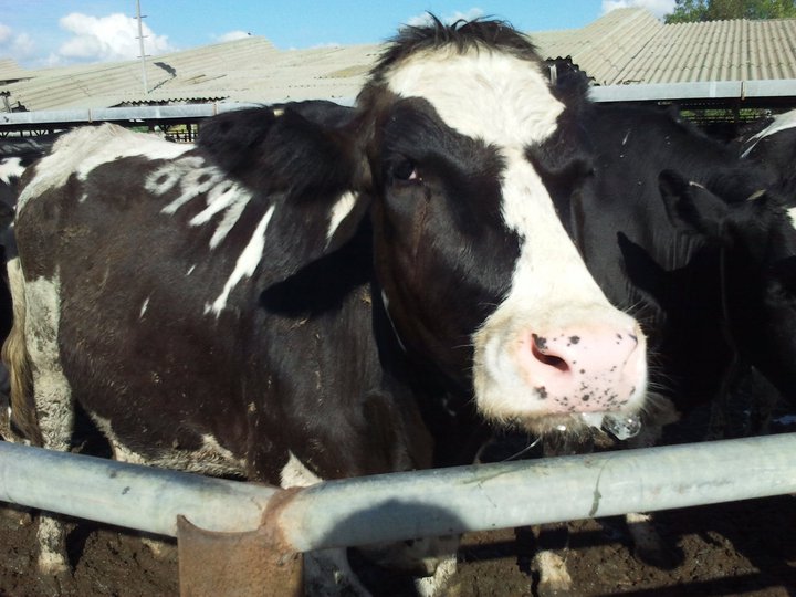 suspicious cow stare Blank Meme Template