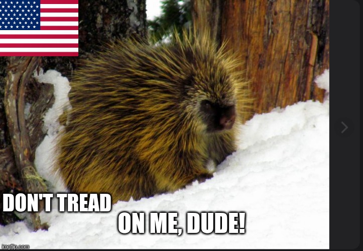Don't tread on me! | ON ME, DUDE! DON'T TREAD | image tagged in porcupine | made w/ Imgflip meme maker