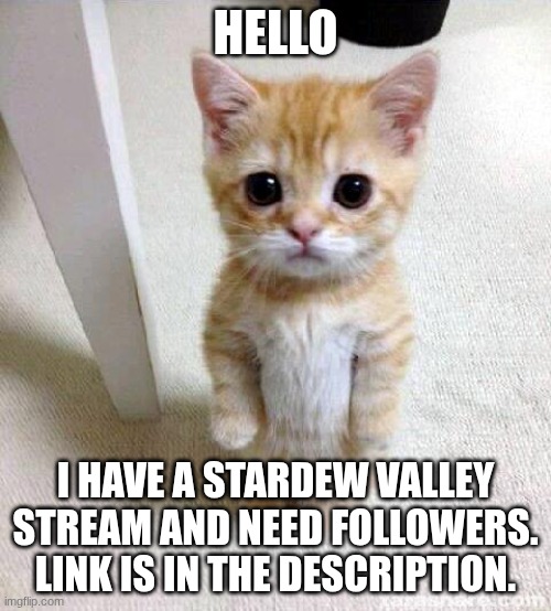 Pls join my stream | HELLO; I HAVE A STARDEW VALLEY STREAM AND NEED FOLLOWERS. LINK IS IN THE DESCRIPTION. | image tagged in memes,cute cat | made w/ Imgflip meme maker