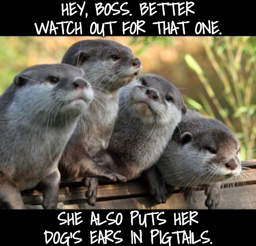 Otters | HEY, BOSS. BETTER WATCH OUT FOR THAT ONE. SHE ALSO PUTS HER DOG'S EARS IN PIGTAILS. | image tagged in otters | made w/ Imgflip meme maker