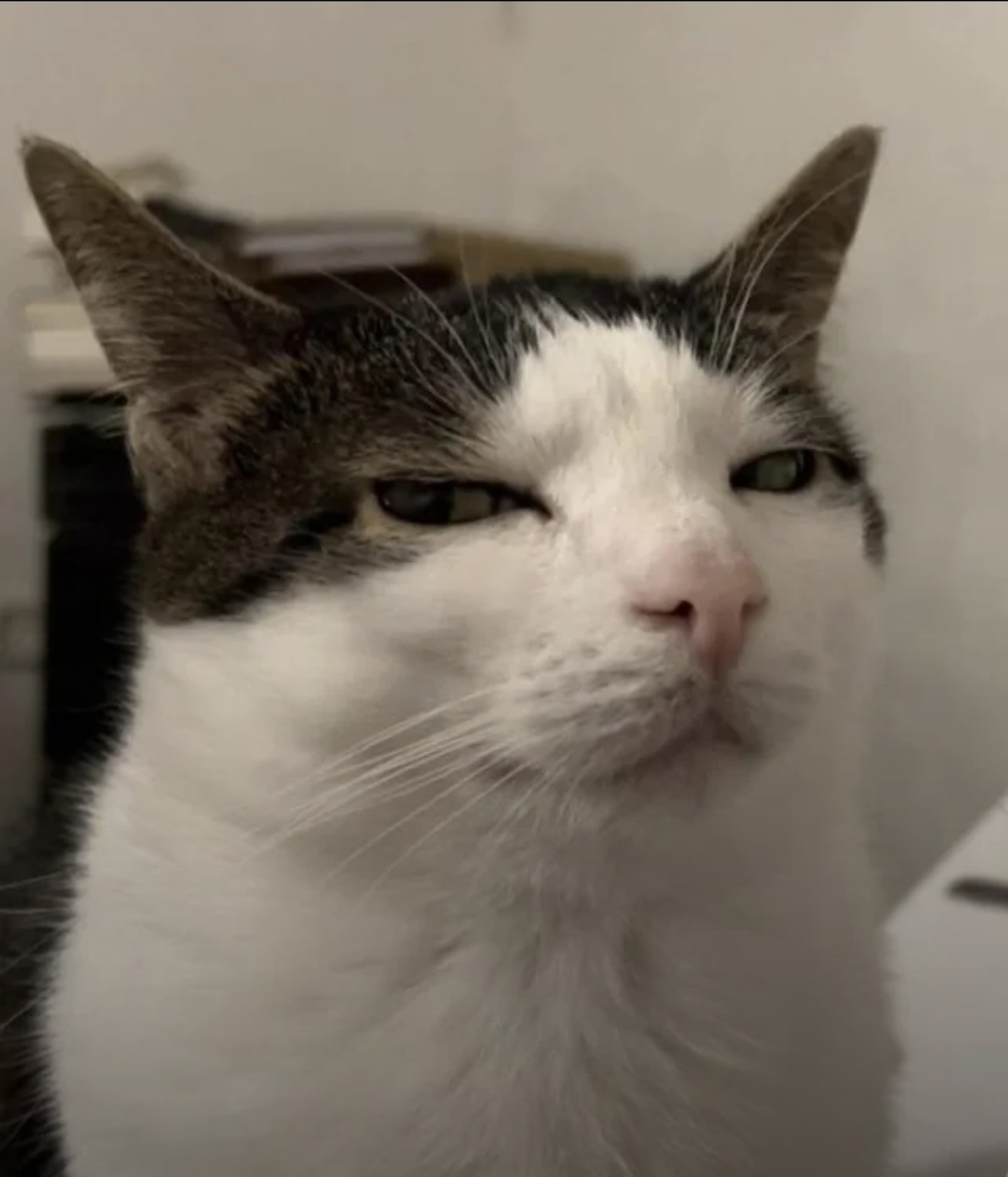 Suspicious Cat Blank Meme Template