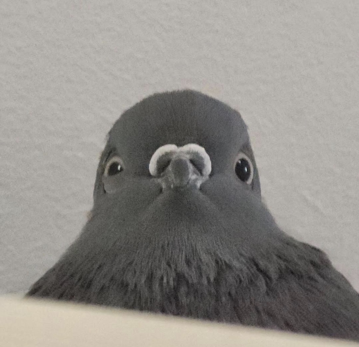 Pigeon facing forward Blank Meme Template