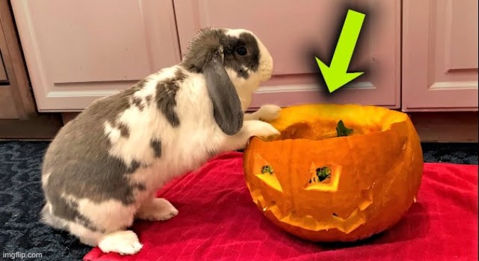 bnuuy of the day 10/31 | image tagged in bnuuy,halloween,bunny,pumpkin | made w/ Imgflip meme maker
