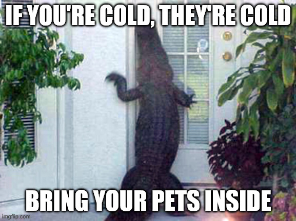 Gator wants in | IF YOU'RE COLD, THEY'RE COLD; BRING YOUR PETS INSIDE | image tagged in gator wants in | made w/ Imgflip meme maker