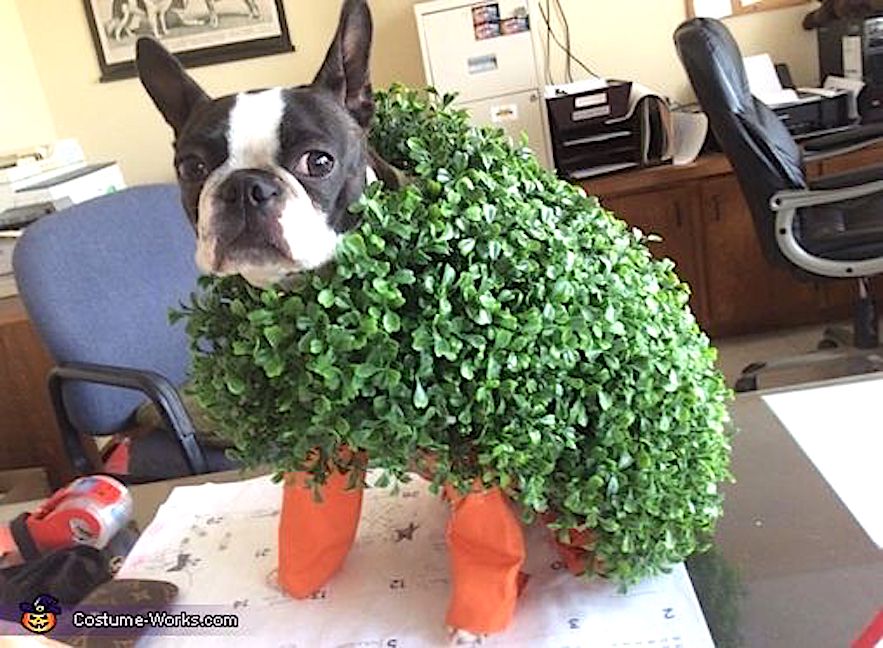 Chia Pet or Dog Wood Blank Meme Template