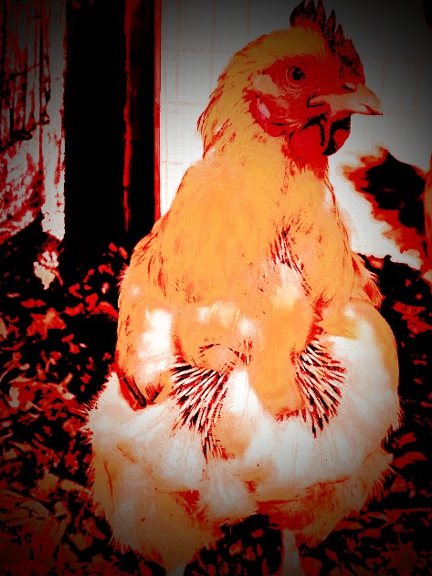 chicken man Blank Meme Template