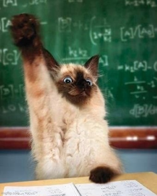 answer cat | image tagged in answer cat | made w/ Imgflip meme maker