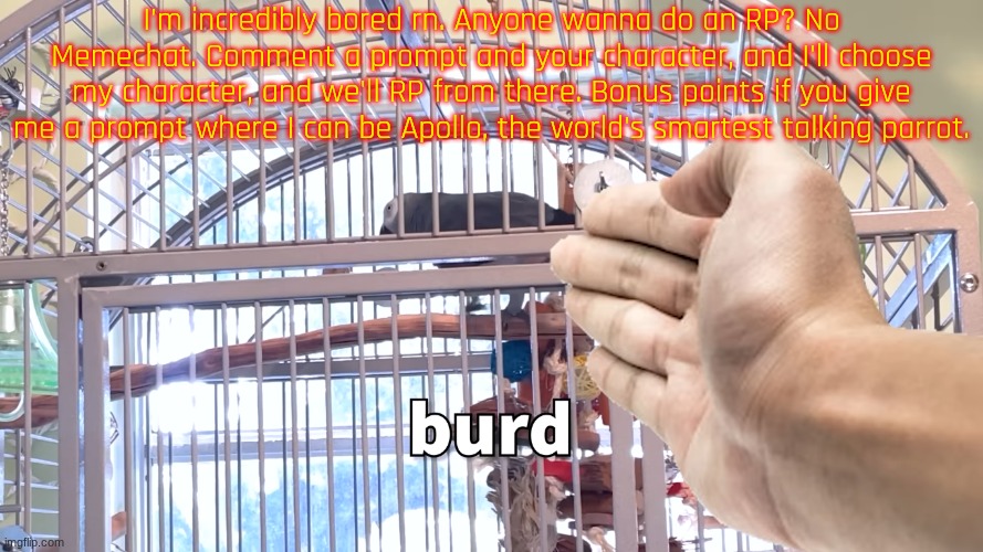 Burd | I'm incredibly bored rn. Anyone wanna do an RP? No Memechat. Comment a prompt and your character, and I'll choose my character, and we'll RP from there. Bonus points if you give me a prompt where I can be Apollo, the world's smartest talking parrot. | image tagged in apollo and frens - burd | made w/ Imgflip meme maker