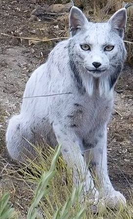 white lynx Blank Meme Template