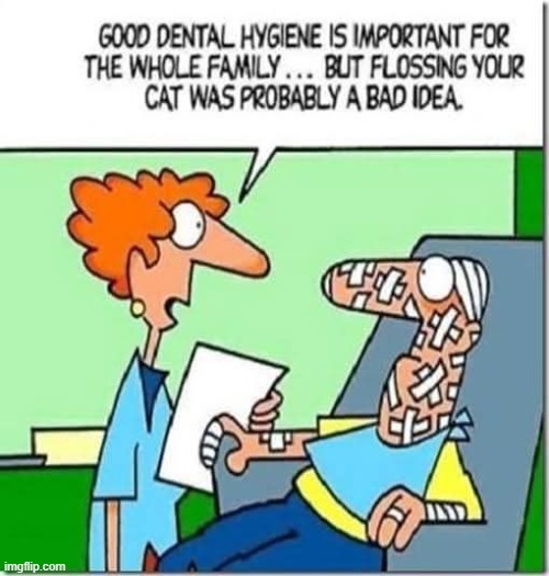 Experience is the best teacher...? | image tagged in comics,cats,flossing,dentist | made w/ Imgflip meme maker