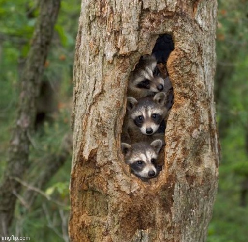 Waiting for Trick or Treaters | image tagged in evil genius racoon,work from home,happy tree friends,cozy accommodations | made w/ Imgflip meme maker