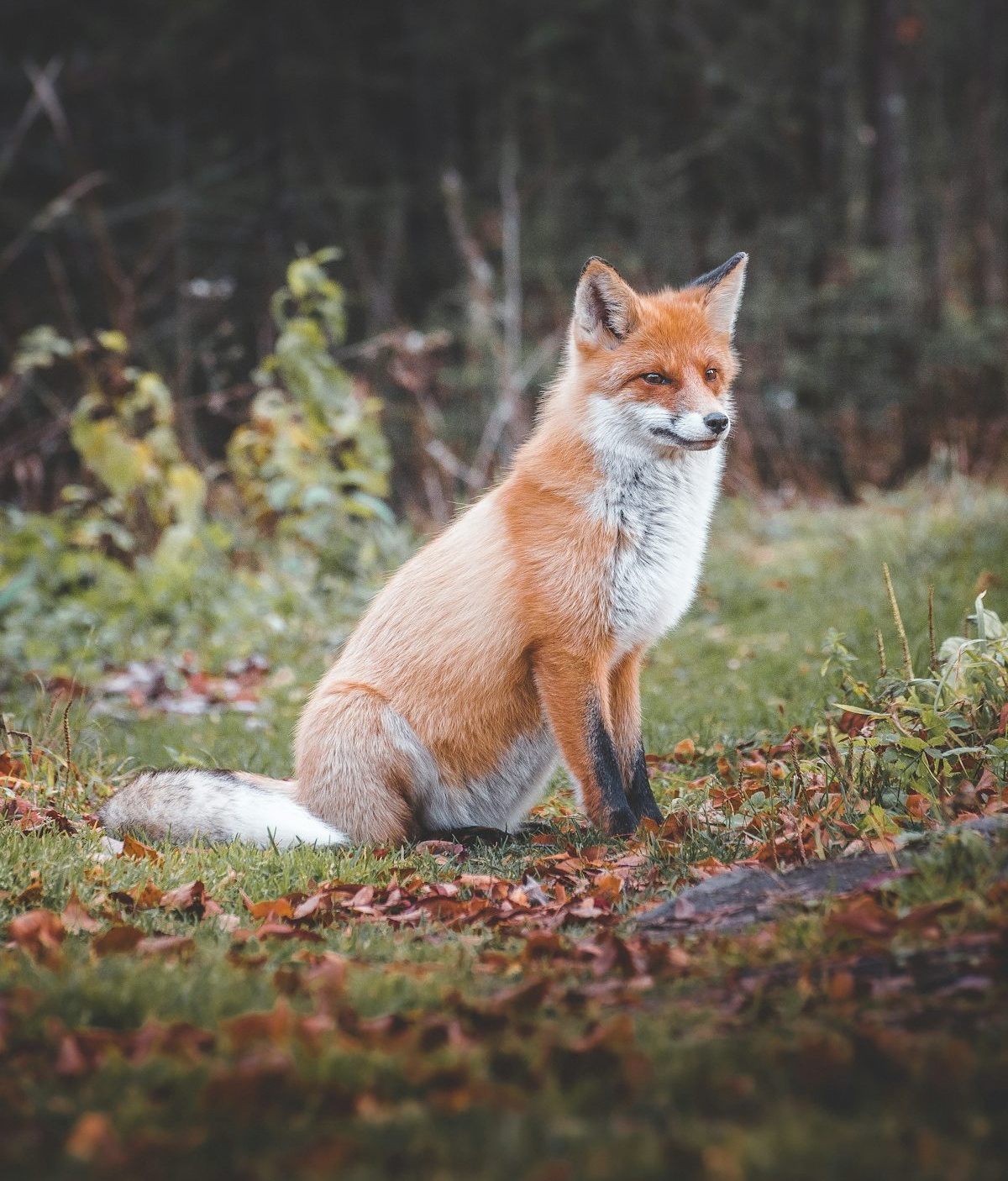 foxiefox Blank Meme Template