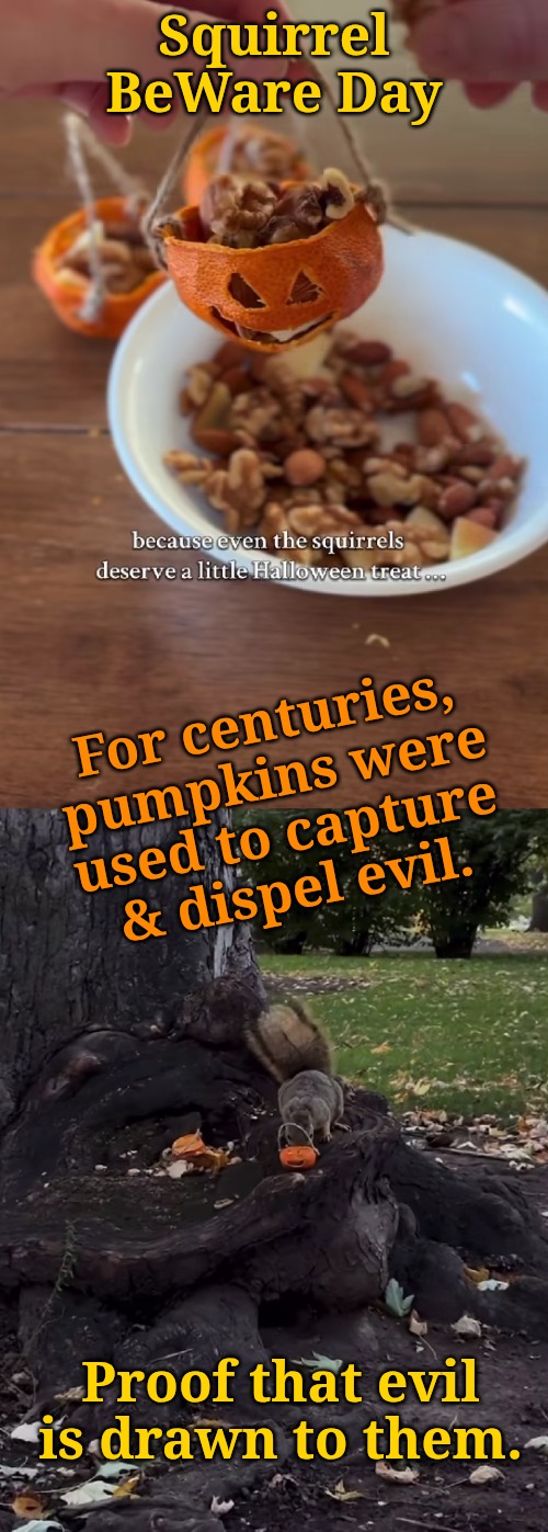 Happy Horrors | Squirrel BeWare Day; For centuries, pumpkins were used to capture & dispel evil. Proof that evil is drawn to them. | image tagged in squirrels are evil | made w/ Imgflip meme maker
