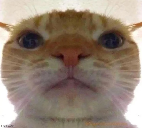 Bruh Face Cat | image tagged in bruh face cat | made w/ Imgflip meme maker
