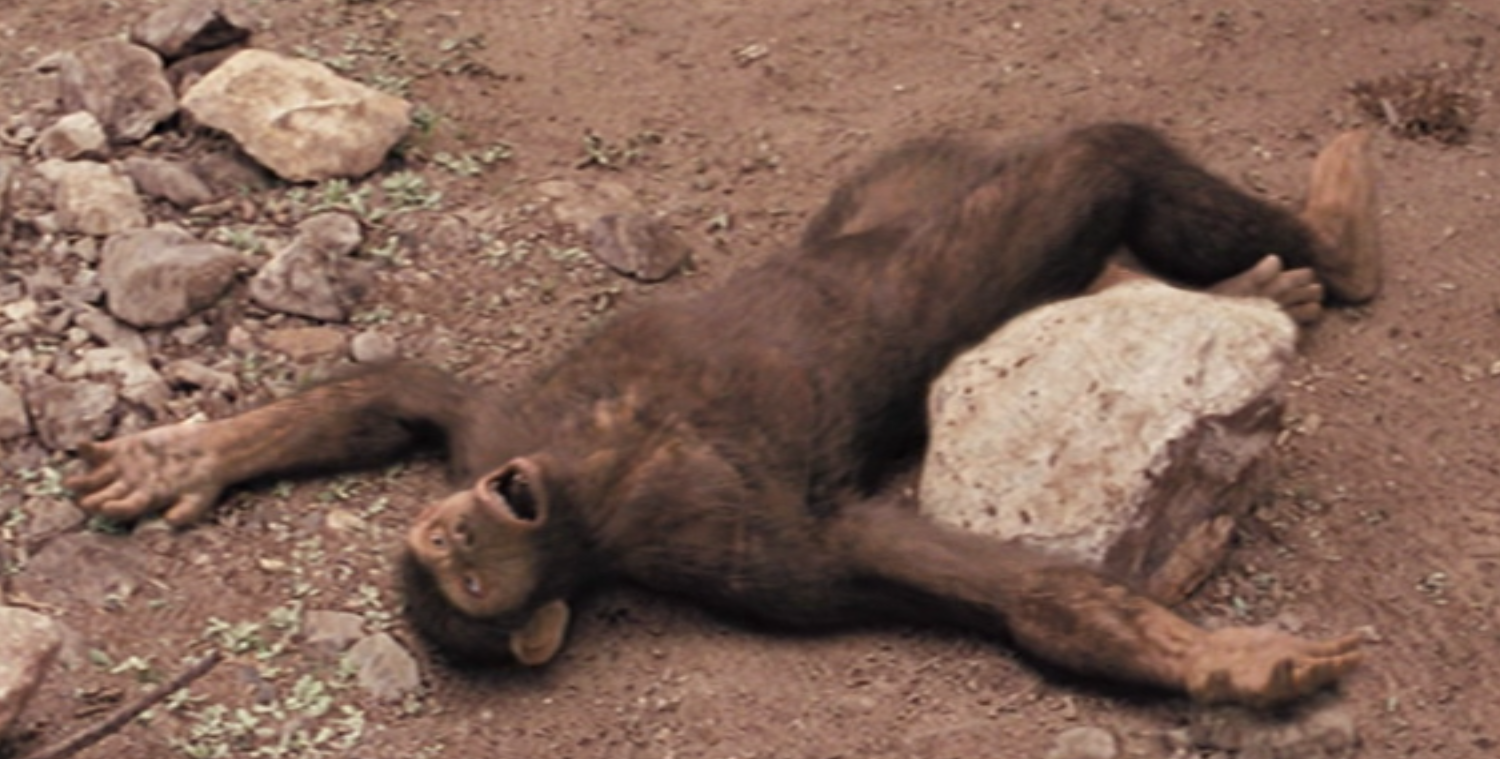 Drunk Prehistoric Monke Blank Meme Template