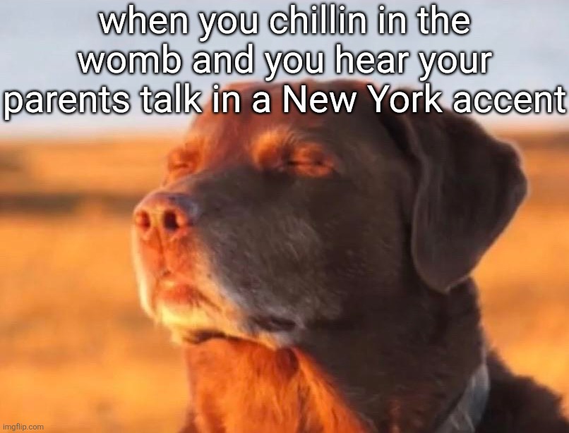 Dog accepting fate | when you chillin in the womb and you hear your parents talk in a New York accent | image tagged in dog accepting fate | made w/ Imgflip meme maker