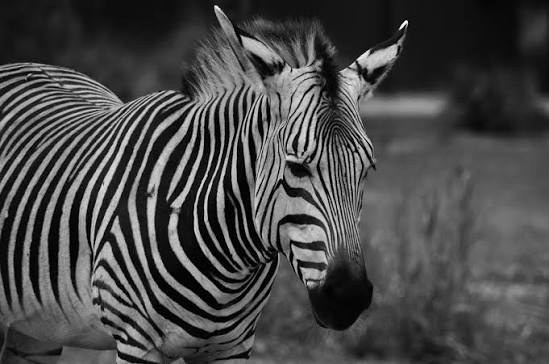 bad luck ehlers-danlos zebra Blank Meme Template