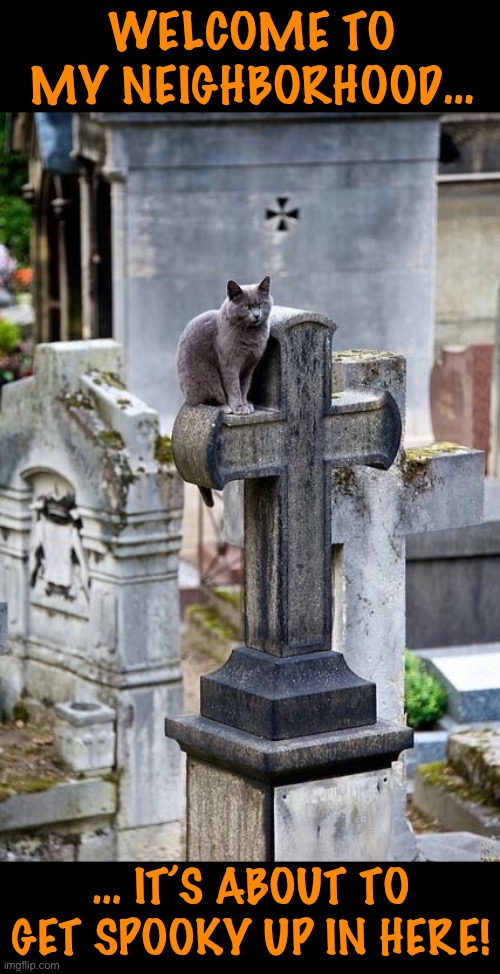 He got the key to the city recently… | WELCOME TO MY NEIGHBORHOOD…; … IT’S ABOUT TO GET SPOOKY UP IN HERE! | image tagged in cats,cemetery,spooky,halloween,neighborhood | made w/ Imgflip meme maker