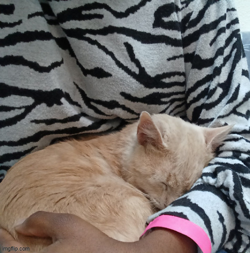 baby cat sleepin on me | made w/ Imgflip meme maker