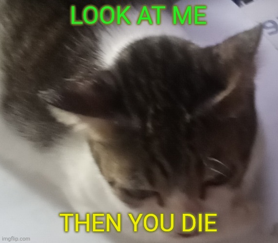 Ming mong | LOOK AT ME THEN YOU DIE | image tagged in ming mong | made w/ Imgflip meme maker