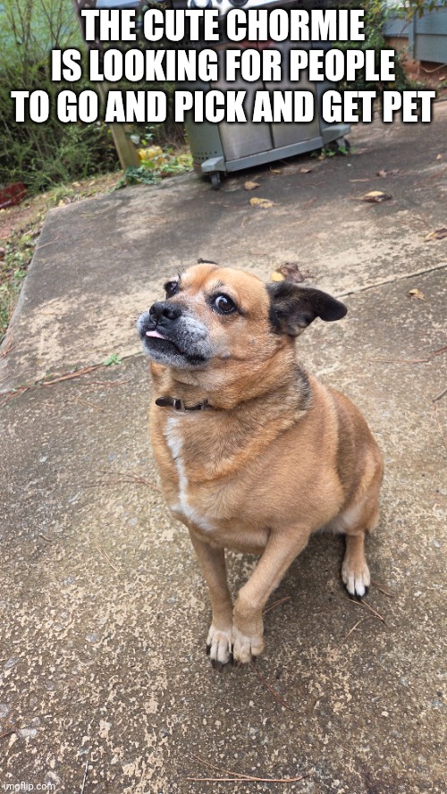 My dog | THE CUTE CHORMIE IS LOOKING FOR PEOPLE TO GO AND PICK AND GET PET | image tagged in fun | made w/ Imgflip meme maker