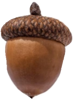 Squirrel's Nut Blank Meme Template