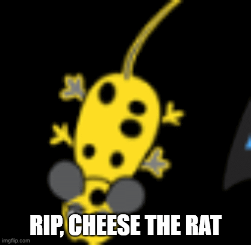 rat the rat | RIP, CHEESE THE RAT | image tagged in gifs,funny memes | made w/ Imgflip images-to-gif maker
