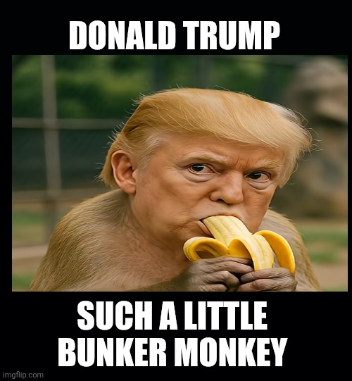 Black background | DONALD TRUMP SUCH A LITTLE 
BUNKER MONKEY | image tagged in black background | made w/ Imgflip meme maker