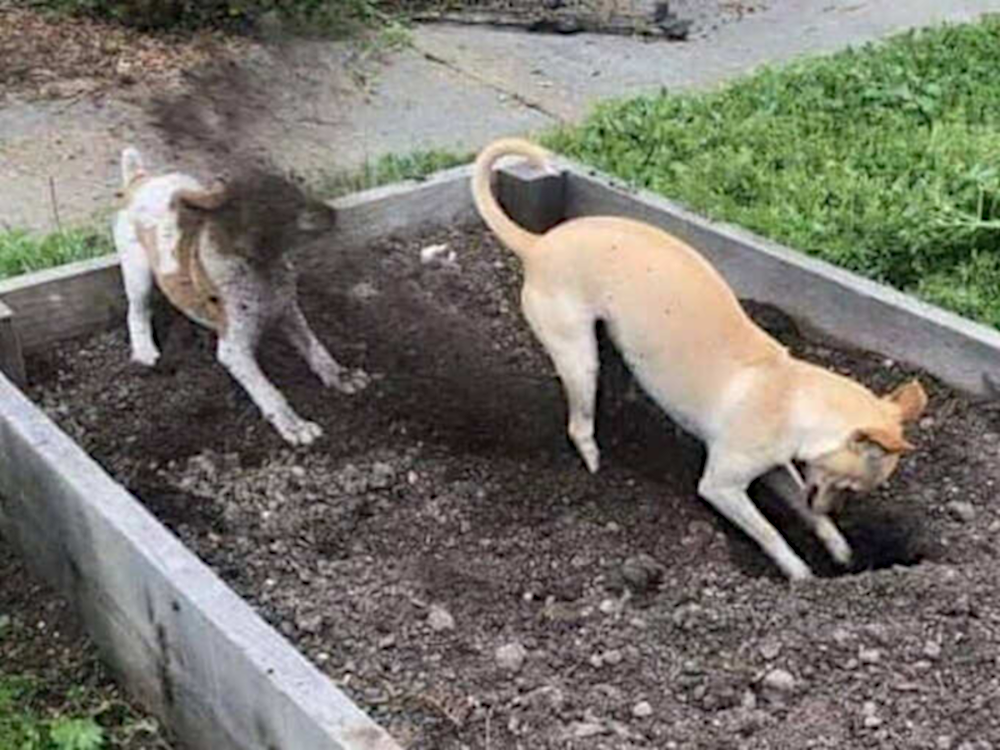 Digging in the dirt Blank Meme Template