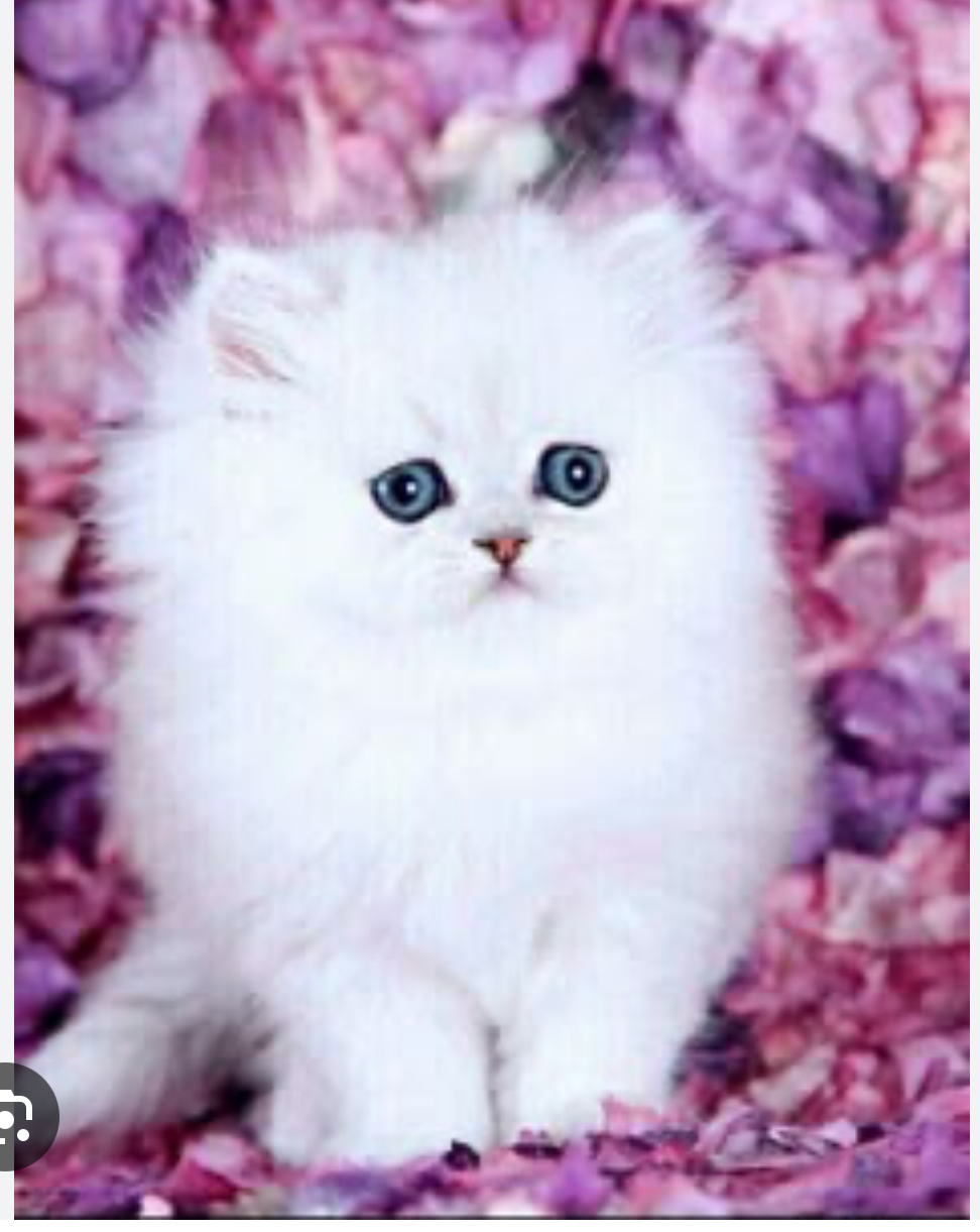 Cuteee Blank Meme Template