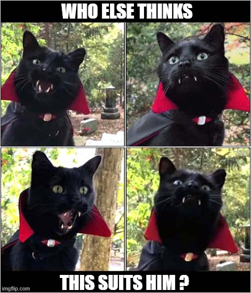 Beware, The Vampire Cat ! | WHO ELSE THINKS; THIS SUITS HIM ? | image tagged in cats,vampire,halloween costume | made w/ Imgflip meme maker